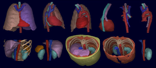 MIPG Lab at Penn Medicine: Segmentation of representative organs in thorax and abdomen from CT images.